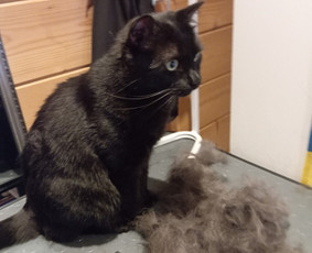 Груминг Вильнюс Старый Город Ужупис от 25€ - Kačių kirpimas - 2 Kačių kirpimas - Груминг Вильнюс Старый Город Ужупис от 25€ - 2