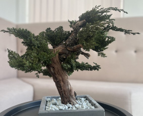 Interjero, eksterjero dekoras augalais / GAJA DECOR (UAB Gėlių Aveniu) / Darbų pavyzdys ID 4085691