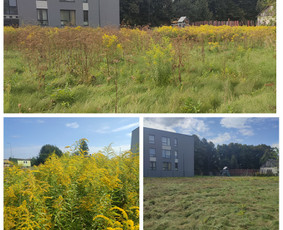 Žolės pjovimas - Žolės pjovimas,skarifikavimas,aplinkos tvarkymas - 2