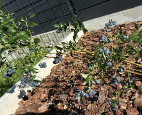 Apželdinimo konsultacija - Kra&scaron;tovaizdžio projektas/ apželdinimo konsultacija - 3