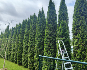 Statybos, apdaila - Žolės pjovimas, gyvatvorių genėjimas - 2