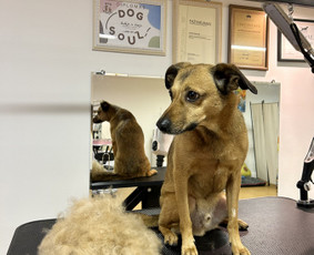 Šunų kirpykla Klaipėdoje - SPA paslaugos šunims - 2 SPA paslaugos šunims - Šunų kirpykla Klaipėdoje - 2