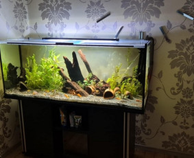 Akvariumu įrengimas,valymas,priežiura,konsultacijo - Akvariumų specialistai - 2 Akvariumų specialistai - Akvariumu įrengimas,valymas,priežiura,konsultacijo - 2