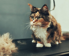 Šunų kirpimas Kaune - Šunų ir kačių maudymas - 2 Šunų ir kačių maudymas - Šunų kirpimas Kaune - 2