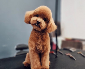 Šunų kirpimas Kaune - Šunų ir kačių maudymas - 1 Šunų ir kačių maudymas - Šunų kirpimas Kaune - 1