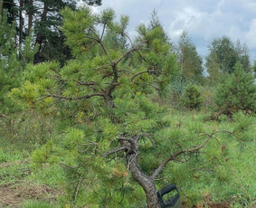Medžių persodinimas ir sodinimas - Augalų ir medelių sodinimas - 4 Augalų ir medelių sodinimas - Medžių persodinimas ir sodinimas - 4