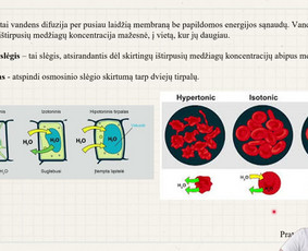 Biocode – tavo kelias į 100-tuką - Biologijos korepetitoriai - 2 Biologijos korepetitoriai - Biocode – tavo kelias į 100-tuką - 2