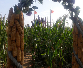 Video filmų kūrimas - Video filmavimas, operatorius - 4