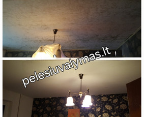 Pelėsio ir grybų naikinimas / MB Molderis / Darbų pavyzdys ID 4109922