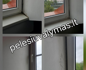 Pelėsio ir grybų naikinimas - Pelėsio naikinimas - 3 Pelėsio naikinimas - Pelėsio ir grybų naikinimas - 3