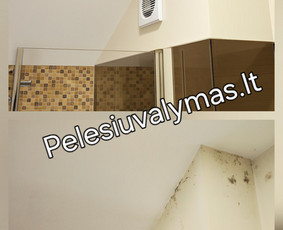 Pelėsio ir grybų naikinimas - Pelėsio naikinimas - 4 Pelėsio naikinimas - Pelėsio ir grybų naikinimas - 4