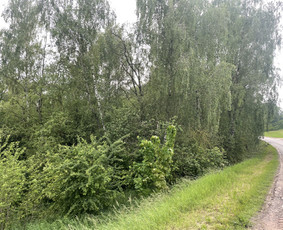 Lapų šakų išvežimas - Apželdinimo konsultacija - 3 Apželdinimo konsultacija - Lapų šakų išvežimas - 3