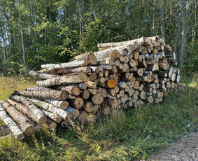 Beržo rąsteliai - Aplinka, sodas - 2 Aplinka, sodas - Beržo rąsteliai - 2