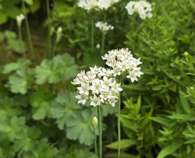 Augalų ir medelių sodinimas - Kra&scaron;tovaizdžio projektai. Konsultacijos. Želdynų projektai. - 1