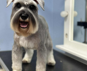 Šunų ir kačių kirpykla , veterinarijos klinika / UAB AD LETENĖLĖ / Darbų pavyzdys ID 4114040
