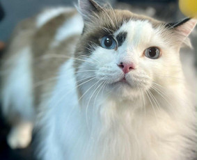 Šunų ir kačių nagų karpymas - Šunų ir kačių kirpykla , veterinarijos klinika - 2