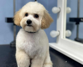 Šunų ir kačių kirpykla , veterinarijos klinika / UAB AD LETENĖLĖ / Darbų pavyzdys ID 4114050