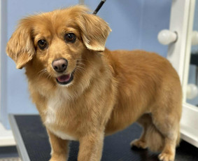 Šunų ir kačių kirpykla , veterinarijos klinika / UAB AD LETENĖLĖ / Darbų pavyzdys ID 4114054