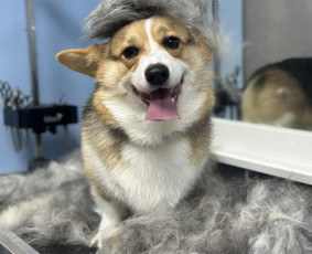 Šunų ir kačių kirpykla , veterinarijos klinika - SPA paslaugos šunims - 2 SPA paslaugos šunims - Šunų ir kačių kirpykla , veterinarijos klinika - 2