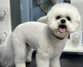 Šunų ir kačių kirpykla , veterinarijos klinika / UAB AD LETENĖLĖ / Darbų pavyzdys ID 4114058