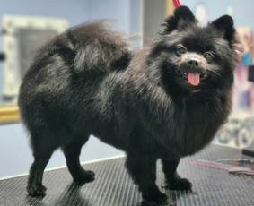 Šunų ir kačių kirpykla , veterinarijos klinika / UAB AD LETENĖLĖ / Darbų pavyzdys ID 4114060