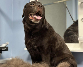 Šunų ir kačių kirpykla , veterinarijos klinika / UAB AD LETENĖLĖ / Darbų pavyzdys ID 4114066