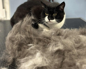 Šunų ir kačių kirpykla , veterinarijos klinika - Šunų ir kačių maudymas - 1 Šunų ir kačių maudymas - Šunų ir kačių kirpykla , veterinarijos klinika - 1