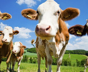 Transportas - Gyvuliu pervezimas visoje Lietuvoje! - 2