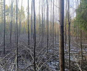 Jaunuolynų ugdymas - Aplinka, sodas - 1 Aplinka, sodas - Jaunuolynų ugdymas - 1