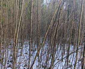 Jaunuolynų ugdymas - Aplinka, sodas - 2 Aplinka, sodas - Jaunuolynų ugdymas - 2
