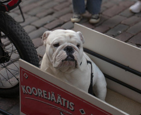 Renginiai, šventės - Fotografas - 1