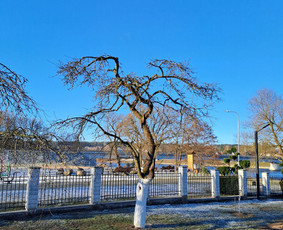 Gyvatvorių karpymas, žeminimas, formavimas / Vytautas R. / Darbų pavyzdys ID 4121846