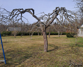 Aplinkos tvarkymas, apželdinimas - Gyvatvorių karpymas, vaismedžių genėjimas - 4