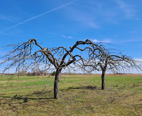 Aplinkos tvarkymas, apželdinimas - Gyvatvorių karpymas, vaismedžių genėjimas - 3