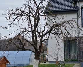 Aplinkos tvarkymas, apželdinimas - Gyvatvorių karpymas, vaismedžių genėjimas - 2