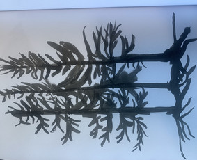 Grafikos darbai - Šaržai, iliustracijos - 2