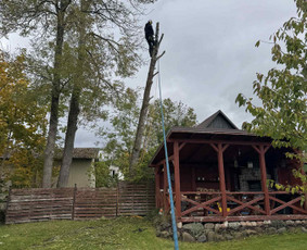 Medžių genėjimas, pjovimas - Tradiciniai amatai - 2 Tradiciniai amatai - Medžių genėjimas, pjovimas - 2