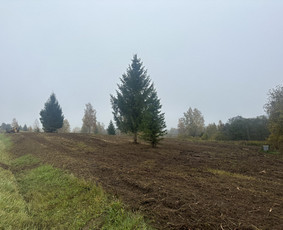 Žemės/kelmų frezavimas, apleistų sklypų tvarkymas - Medžių genėjimas, pjovimas - 4 Medžių genėjimas, pjovimas - Žemės/kelmų frezavimas, apleistų sklypų tvarkymas - 4