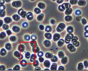 Gydytoja Tamara Pečiuro - Sveikata, gydymas - 3 Sveikata, gydymas - Gydytoja Tamara Pečiuro - 3