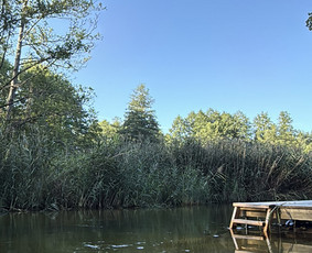 Jaukūs nameliai miško apsuktyje / MB Miško Kortai / Darbų pavyzdys ID 4129648