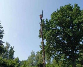 Saugus Pjūvis. Avaringų Medžių Pjovimas Genėjimas Arboristai / Saugus Pjūvis Arboristai / Darbų pavyzdys ID 4132608