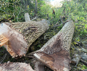 Avarinių medžių pjovimas - Saugus Pjūvis. Avaringų Medžių Pjovimas Genėjimas Arboristai - 4