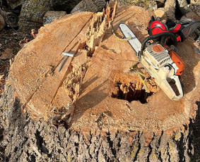 Saugus Pjūvis. Avaringų Medžių Pjovimas Genėjimas Arboristai / Saugus Pjūvis Arboristai / Darbų pavyzdys ID 4132614