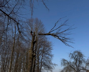 Saugus Pjūvis. Avaringų Medžių Pjovimas Genėjimas Arboristai / Saugus Pjūvis Arboristai / Darbų pavyzdys ID 4132640