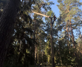 Saugus Pjūvis. Avaringų Medžių Pjovimas Genėjimas Arboristai - Apleistų sklypų tvarkymas - 4 Apleistų sklypų tvarkymas - Saugus Pjūvis. Avaringų Medžių Pjovimas Genėjimas Arboristai - 4
