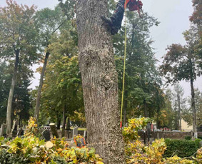Saugus Pjūvis. Avaringų Medžių Pjovimas Genėjimas Arboristai / Saugus Pjūvis Arboristai / Darbų pavyzdys ID 4132644