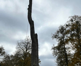 Saugus Pjūvis. Avaringų Medžių Pjovimas Genėjimas Arboristai / Saugus Pjūvis Arboristai / Darbų pavyzdys ID 4132646