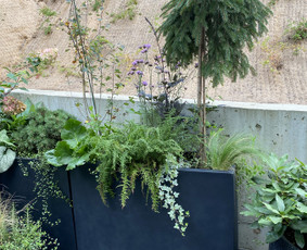 Terasų apželdinimas. Vidaus augalai. - Aplinkos tvarkymas, apželdinimas - 3 Aplinkos tvarkymas, apželdinimas - Terasų apželdinimas. Vidaus augalai. - 3