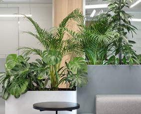 Terasų apželdinimas. Vidaus augalai. - Aplinkos tvarkymas, apželdinimas - 2 Aplinkos tvarkymas, apželdinimas - Terasų apželdinimas. Vidaus augalai. - 2