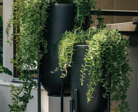 Terasų apželdinimas. Vidaus augalai. - Aplinkos tvarkymas, apželdinimas - 4 Aplinkos tvarkymas, apželdinimas - Terasų apželdinimas. Vidaus augalai. - 4